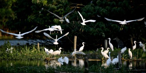 神舟旅游特制奉獻 常熟全域旅游產品 系列二 沙家浜一日游