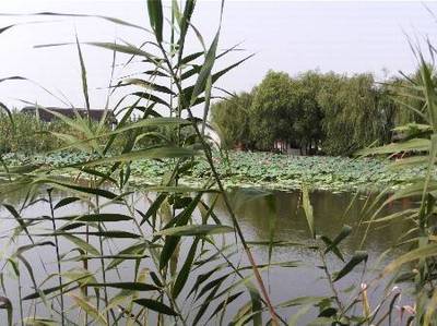 沙家浜 父親節(jié)的紅色記憶與江南水鄉(xiāng)之旅